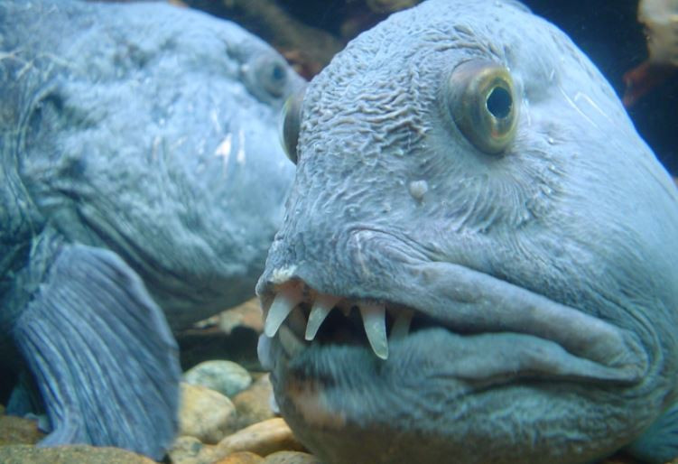 “Quai vat bien sau” than thien voi con nguoi-Hinh-4