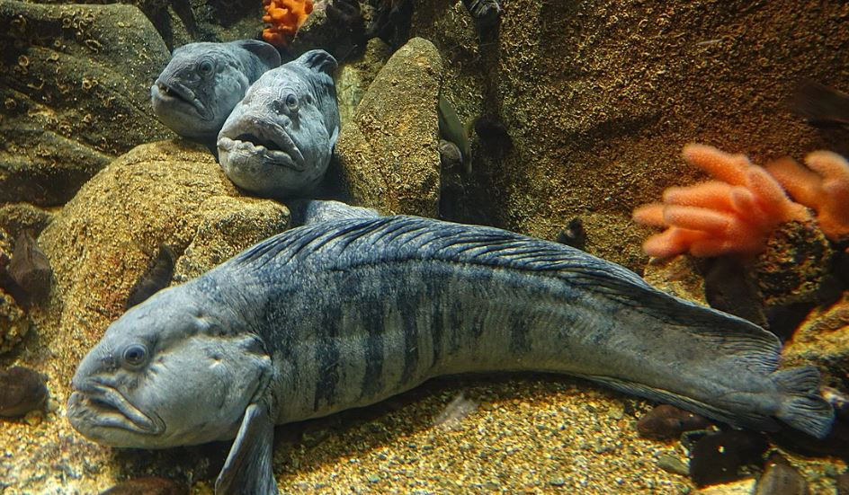 “Quai vat bien sau” than thien voi con nguoi-Hinh-2