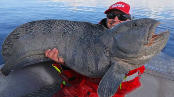 “Quai vat bien sau” than thien voi con nguoi-Hinh-5