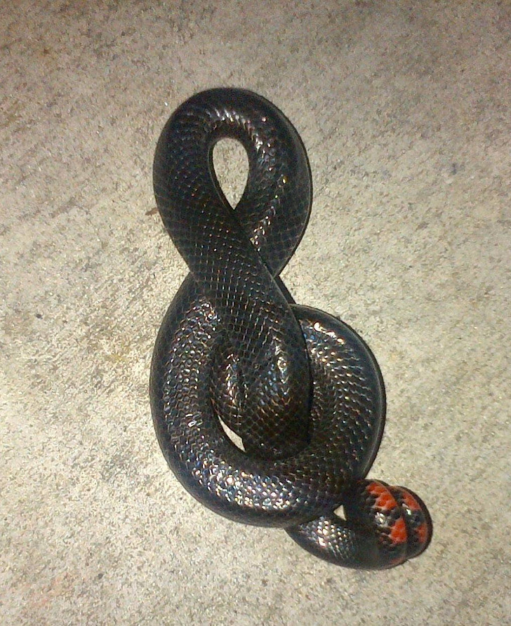 Cơ chế bảo vệ của con rắn này khiến nó giống một khóa nhạc.