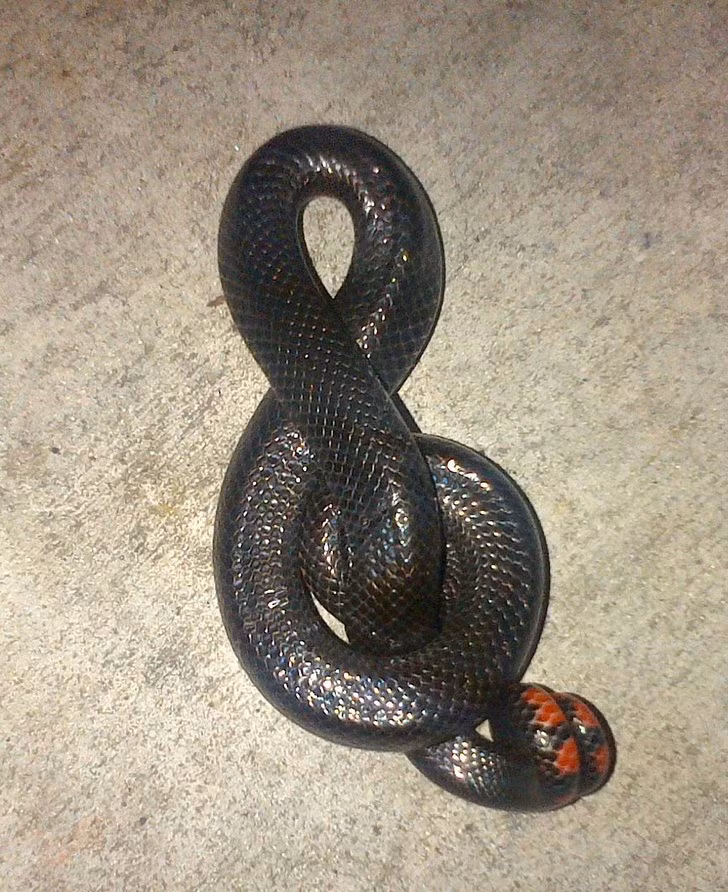 Cơ chế bảo vệ của con rắn này khiến nó giống một khóa nhạc.