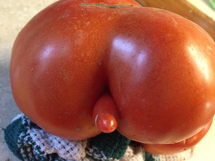 Một quả cà chua ngoại cỡ.