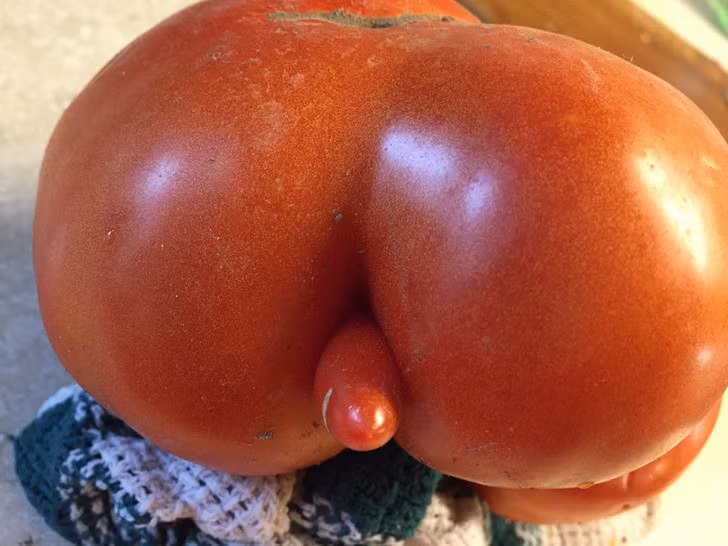 Một quả cà chua ngoại cỡ.