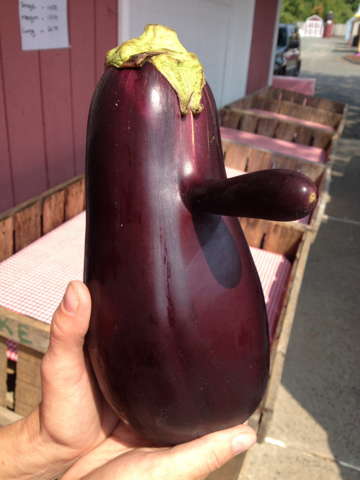 Quả cà tím kỳ lạ có một cái mũi siêu dài.