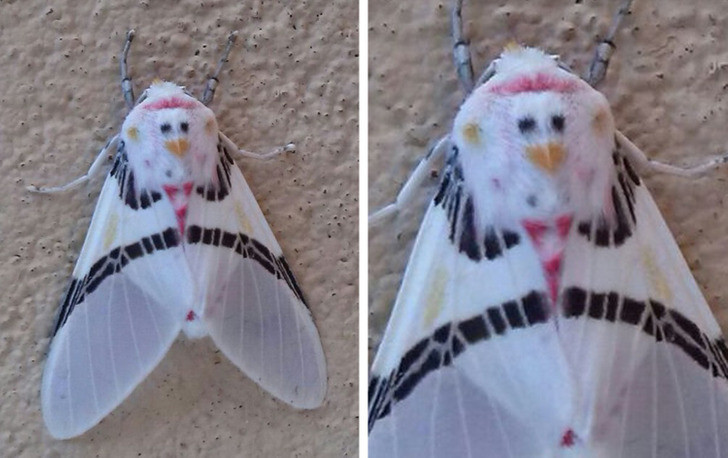 Con bướm đêm này có một mặt gà trên lưng.