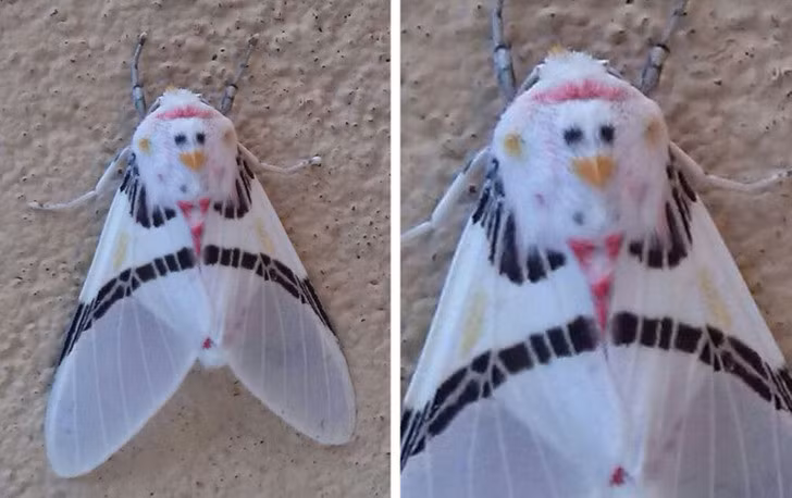 Con bướm đêm này có một mặt gà trên lưng.