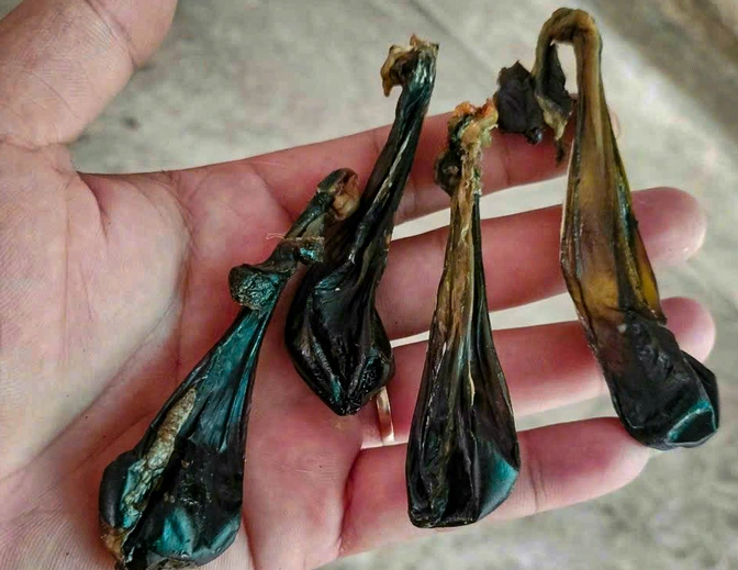 Thuc hu nhau meo den co the tri benh hen suyen