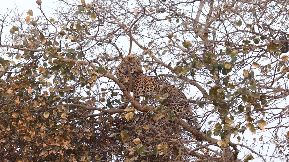 Video: Bao hoa mai bi ca dan cho hoang hung han truy sat