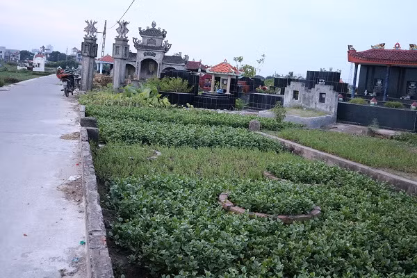 Thậm chí, rau còn được trồng ở nghĩa trang. Ảnh chụp tại xã Vĩnh Quỳnh, Thanh Trì, Hà Nội.