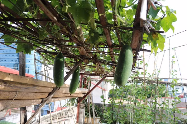 Giàn bí vẫn sai quả sau 2 lần thu hoạch.