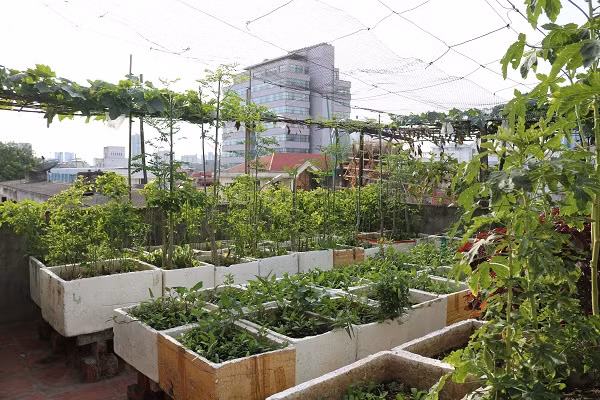 Vườn rau trên sân thượng của gia đình ông Mai Đình Mạnh và bà Ngô Thị Mẽ tại ngõ 62 Nguyễn Chí Thanh, Hà Nội.