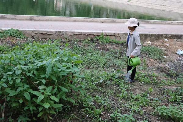 Ở một khu đất trống gần hồ Linh Đàm (Hoàng Mai, Hà Nội), nhiều vườn rau xanh cũng mọc lên.