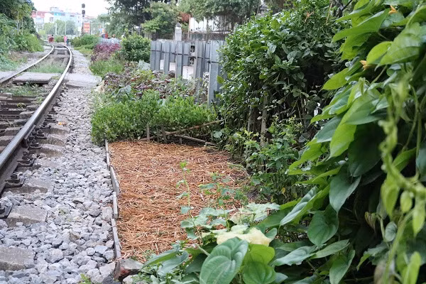 Dọc theo đường tàu là đủ loại rau xanh đang lên mơn mởn.