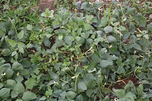 Những cây đậu đũa tại vườn rau cạnh hồ Linh Đàm (Hoàng Mai, Hà Nội) đang ra hoa.