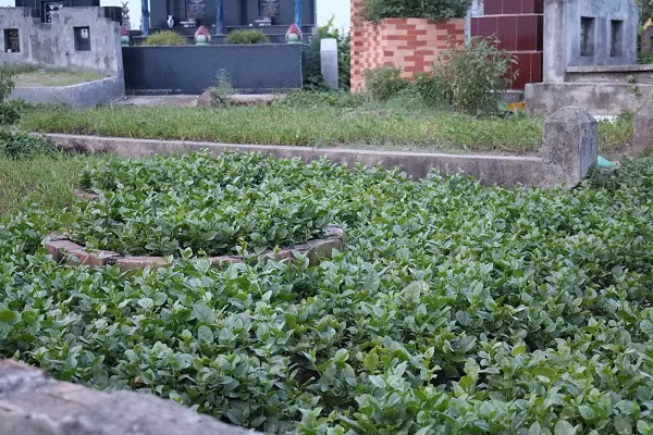 Ruộng mồng tơi xanh non cạnh những ngôi mộ.