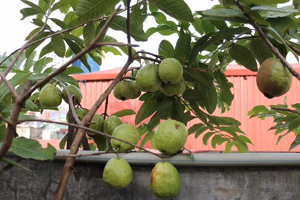 Những quả ổi sai trĩu như trong khu vườn quê.