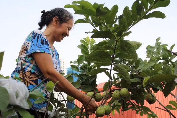 Không chỉ có rau, ông Mạnh và bà Mẽ còn trồng nhiều loại cây ăn quả như ổi, dưa lê, dưa bở. Mùa nào thức ấy, sân thượng nhà ông bà luôn ngập màu xanh.