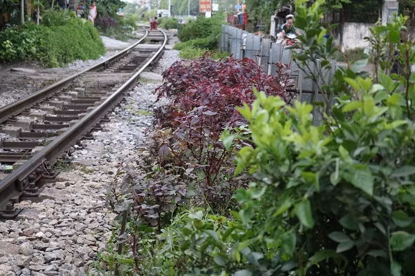Gần đường ray tàu, những vườn rau cũng xuất hiện.