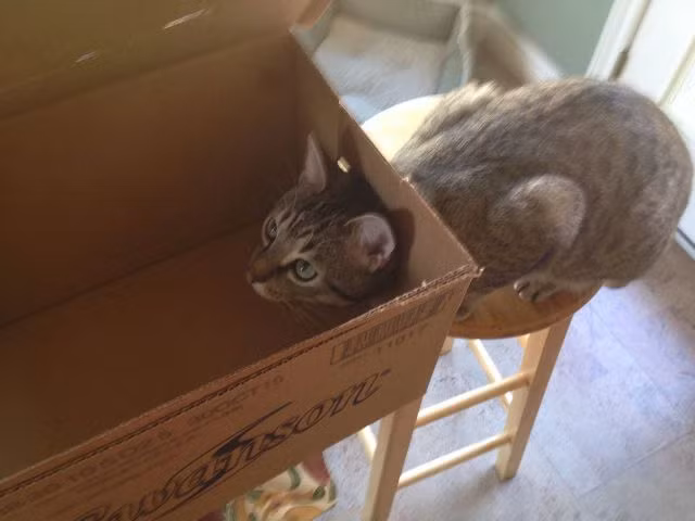 Không lối thoát.