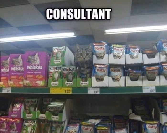 "Nhà tư vấn" thức ăn cho mèo.