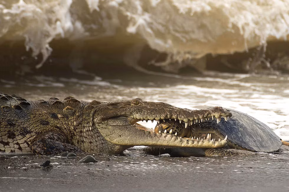 Khi Alejandro Prieto đang đi dạo trên bờ biển, ông đã nghe thấy tiếng động lớn ở gần chỗ mình và vô cùng sợ hãi khi thấy sự xuất hiện của con cá sấu khổng lồ, đang lao theo một con rùa biển và tóm gọn được nó chỉ trong chớp mắt.