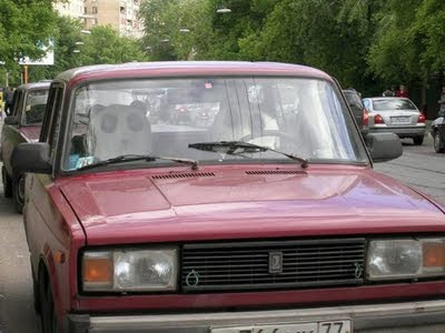 Gia đình nhà gấu đi dạo.