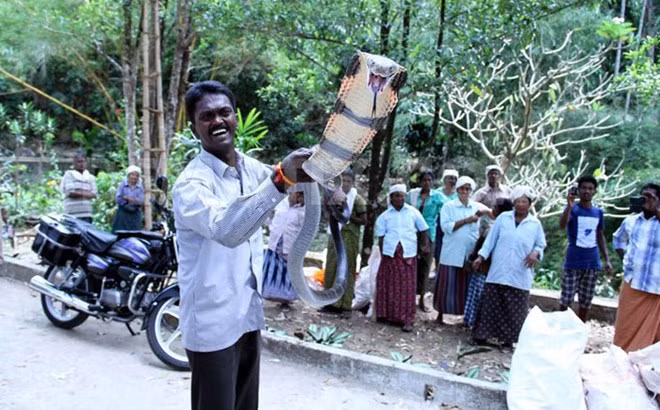 Đã có 1 ngón tay của anh bị cắt bỏ, rồi lần khác phải cấy ghép da. Tuy nhiên, giờ đây, cơ thể anh đã miễn nhiễm với nọc rắn. Anh có thể để rắn hổ mang cắn mà không nhiễm độc.