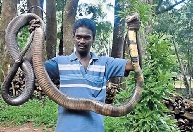 Anh là Vava Suresh, 43 tuổi, là nhà bảo tồn động vật hoang dã và có niềm say mê đặc biệt với rắn, đặc biệt là hổ chúa khổng lồ.