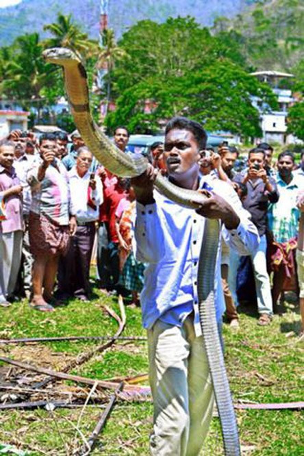 Điều đặc biệt, người dân Kerala coi rắn, đặc biệt hổ chúa là loài vật linh thiêng. Họ kính ngưỡng hổ chúa và không bao giờ giết hại chúng.