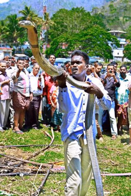 Điều đặc biệt, người dân Kerala coi rắn, đặc biệt hổ chúa là loài vật linh thiêng. Họ kính ngưỡng hổ chúa và không bao giờ giết hại chúng.