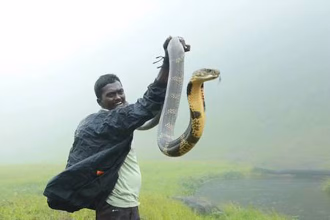 Mấy chục năm qua, Vava Suresh tiếp xúc với rắn mà không cần đến công cụ hỗ trợ nào cả. Anh chỉ dùng đôi tay trần của mình để bắt rắn.