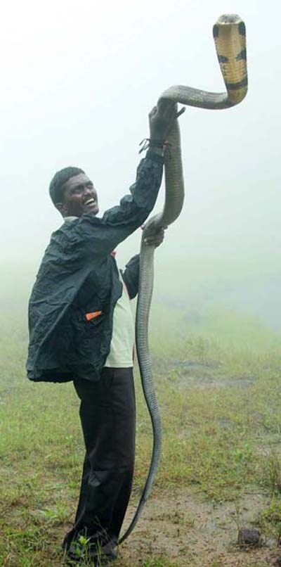 Van Suresh hiện tham gia vào nhiều tổ chức truyền thông, nhằm nâng cao nhận thức của con người với loài động vật này.