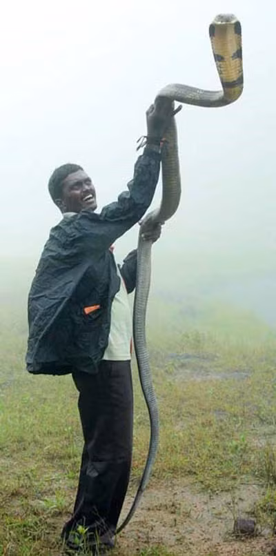 Van Suresh hiện tham gia vào nhiều tổ chức truyền thông, nhằm nâng cao nhận thức của con người với loài động vật này.