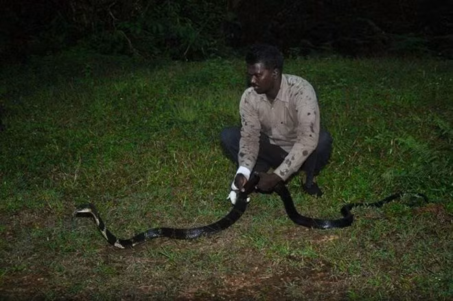 Với tài năng của mình, anh đã được mời làm một công việc của chính phủ, đó là quản lý công viên rắn. Tuy nhiên, Vava Suresh đã từ chối công việc lương cao đó. Anh thích việc một mình lủi thủi đi giải cứu loài rắn.