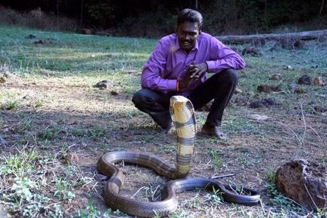 Tính đến nay, Vava Suresh đã giải cứu tổng cộng 32.000 con rắn khác nhau, trong đó phần lớn là loài hổ chúa khổng lồ.