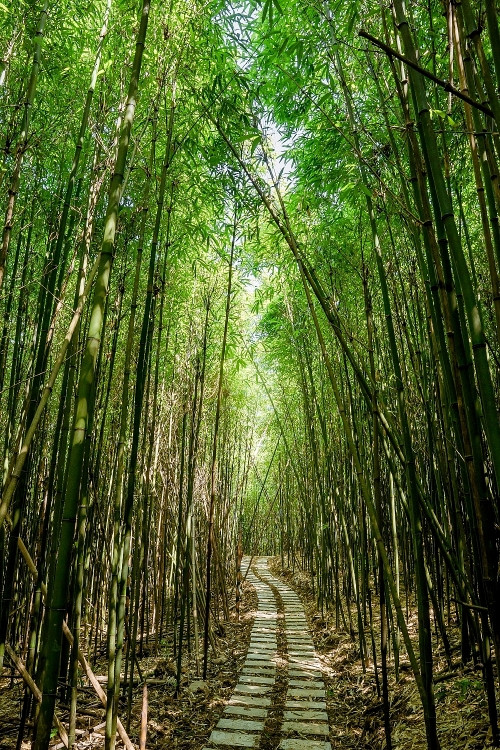 Chị Nông Thị Thu An, du khách đến từ Lạng Sơn chia sẻ: Rừng trúc Bản Phường toát lên sự mộc mạc, tạo nên một không gian yên bình, xanh mát hiếm có đã chiếm trọn trái tim của chị - một người theo chủ nghĩa “xê dịch”. Chị cũng rất mong muốn sẽ đưa gia đình đến đây tham quan và trải nghiệm vào dịp hè.