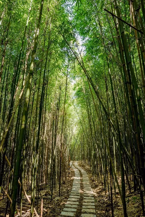 Chị Nông Thị Thu An, du khách đến từ Lạng Sơn chia sẻ: Rừng trúc Bản Phường toát lên sự mộc mạc, tạo nên một không gian yên bình, xanh mát hiếm có đã chiếm trọn trái tim của chị - một người theo chủ nghĩa “xê dịch”. Chị cũng rất mong muốn sẽ đưa gia đình đến đây tham quan và trải nghiệm vào dịp hè.