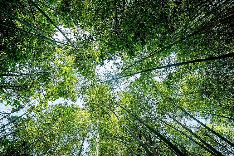 Trước đây, trúc sào Nguyên Bình được khai thác để sản xuất ra các sản phẩm nhằm đem lại giá trị kinh tế. Hiện nay, khi du lịch phát triển, rừng trúc sào xóm Bản Phường trở thành một điểm đến hấp dẫn thu hút rất đông khách du lịch tới tham quan và trải nghiệm. Hàng nghìn cây trúc cao vút, vươn mình như chạm đến tận mây trời. Ảnh: Phòng VH&amp;TT huyện Nguyên Bình