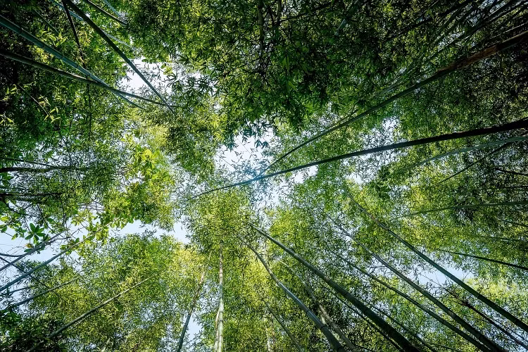 Trước đây, trúc sào Nguyên Bình được khai thác để sản xuất ra các sản phẩm nhằm đem lại giá trị kinh tế. Hiện nay, khi du lịch phát triển, rừng trúc sào xóm Bản Phường trở thành một điểm đến hấp dẫn thu hút rất đông khách du lịch tới tham quan và trải nghiệm. Hàng nghìn cây trúc cao vút, vươn mình như chạm đến tận mây trời. Ảnh: Phòng VH&amp;TT huyện Nguyên Bình