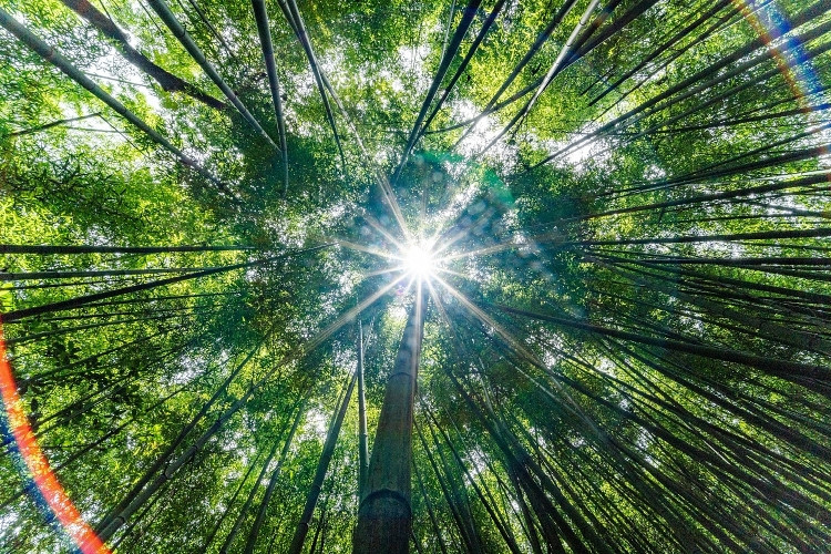 Rừng trúc sào xóm Bản Phường rộng khoảng 30 ha với hàng nghìn cây trúc sào cao vút, vươn mình hòa cùng trời mây. Khung cảnh và vẻ đẹp nơi đây khiến du khách dễ liên tưởng đến bối cảnh của các bộ phim cổ trang vừa kỳ bí vừa lãng mạn. Mặt trời chiếu rọi những tia nắng xuyên xuống khu rừng trúc xanh mát. Ảnh: Phòng VH&amp;TT huyện Nguyên Bình