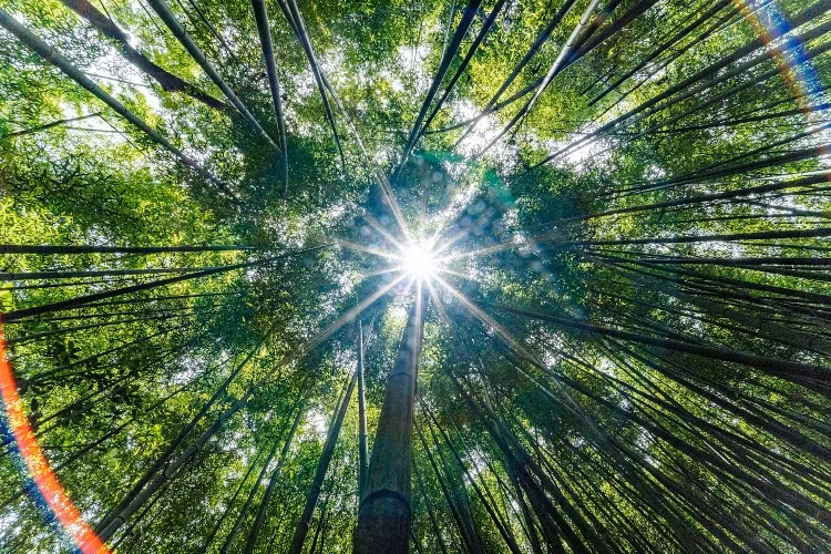 Rừng trúc sào xóm Bản Phường rộng khoảng 30 ha với hàng nghìn cây trúc sào cao vút, vươn mình hòa cùng trời mây. Khung cảnh và vẻ đẹp nơi đây khiến du khách dễ liên tưởng đến bối cảnh của các bộ phim cổ trang vừa kỳ bí vừa lãng mạn. Mặt trời chiếu rọi những tia nắng xuyên xuống khu rừng trúc xanh mát. Ảnh: Phòng VH&amp;TT huyện Nguyên Bình