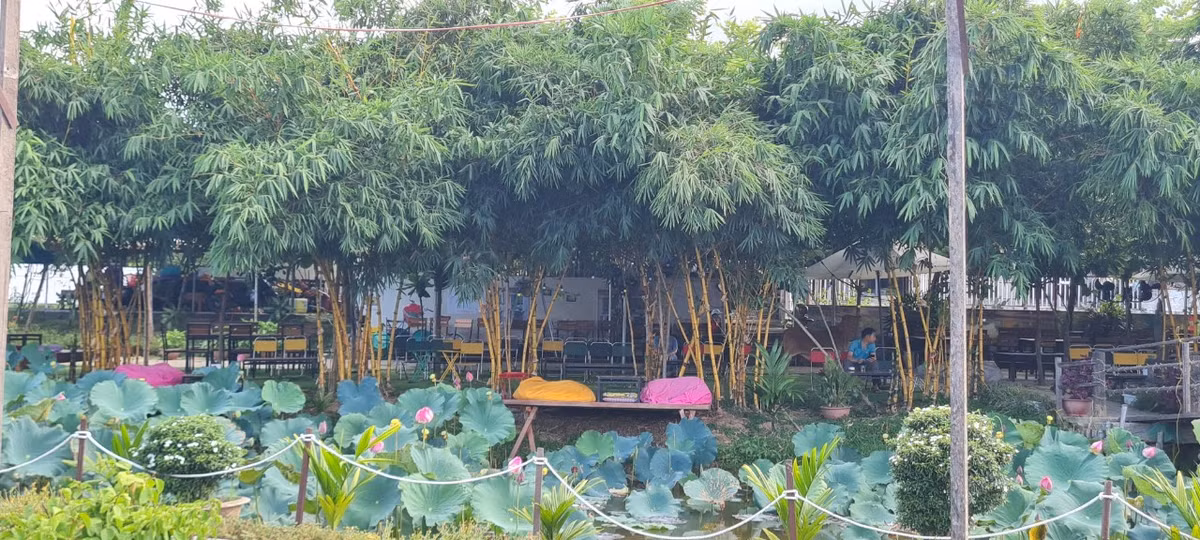 Nhâm nhi ly cà phê giữa đầm sen thơ mộng cũng là một trải nghiệm thú vị với nhiều du khách.