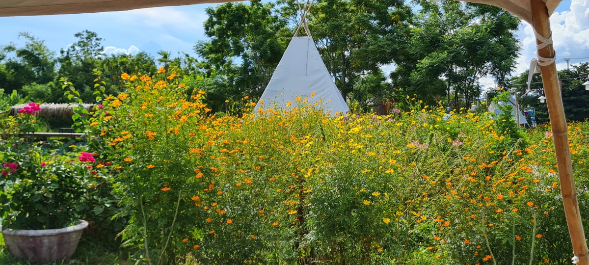 Thấp thoáng sau đám hoa rực rỡ đủ sắc màu là một túp lều vải.