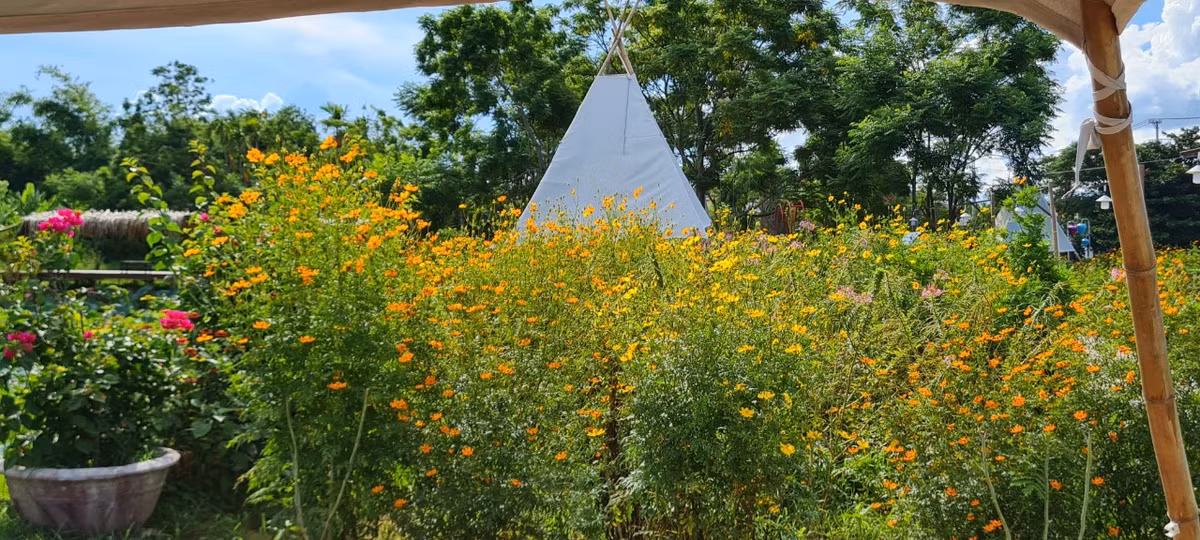 Thấp thoáng sau đám hoa rực rỡ đủ sắc màu là một túp lều vải.