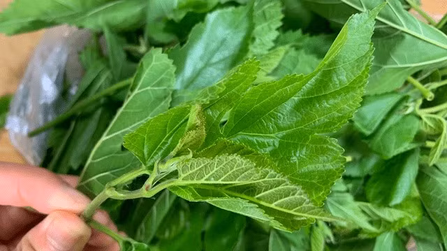 Mon thach la dau mat bo, xua tan nong buc mua he