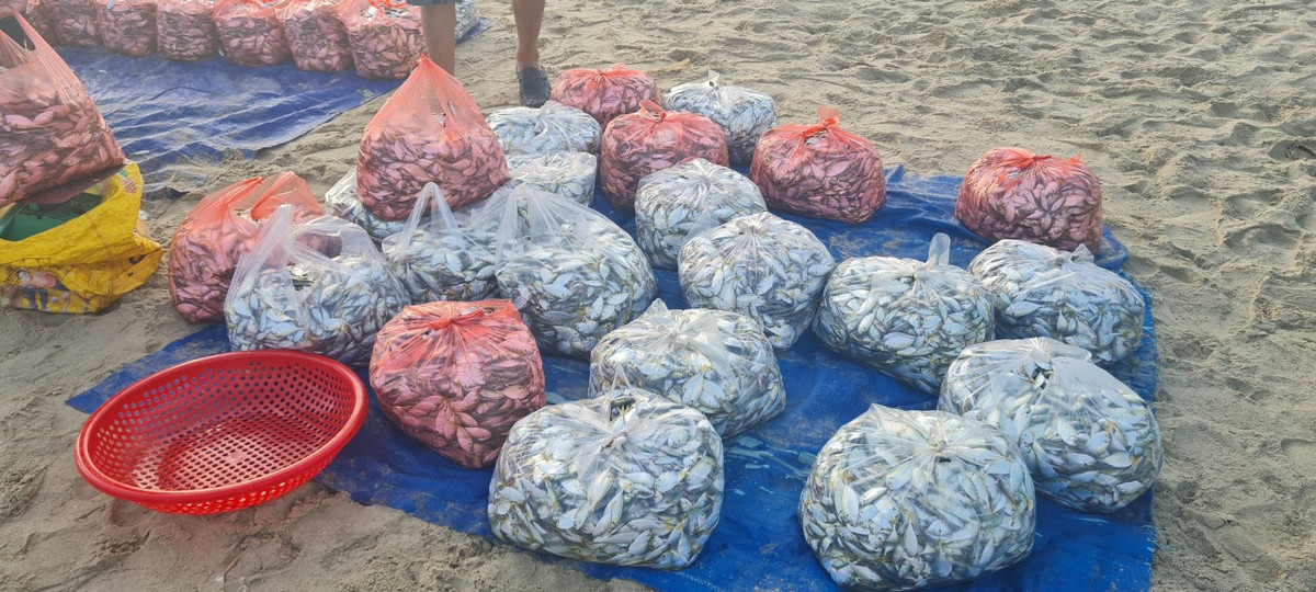 "Một tuần qua, thời tiết thuận lợi, mỗi chuyến ra khơi đánh bắt cũng thu được tiền triệu nên ai cũng phấn khởi.", anh Bình, một ngư dân chia sẻ.