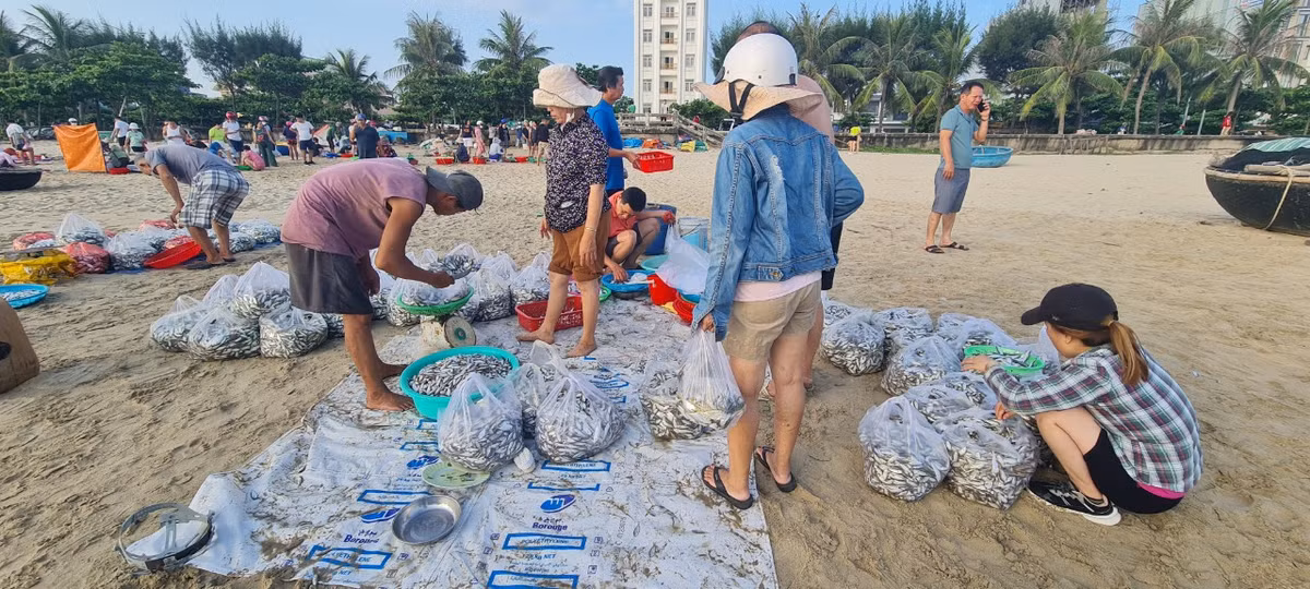 Ngư dân phấn khởi khi cá "được mùa, được giá". Tại bãi biển Nguyễn Tất Thành, mỗi kg cá đã có giá 30 - 50 ngàn đồng.