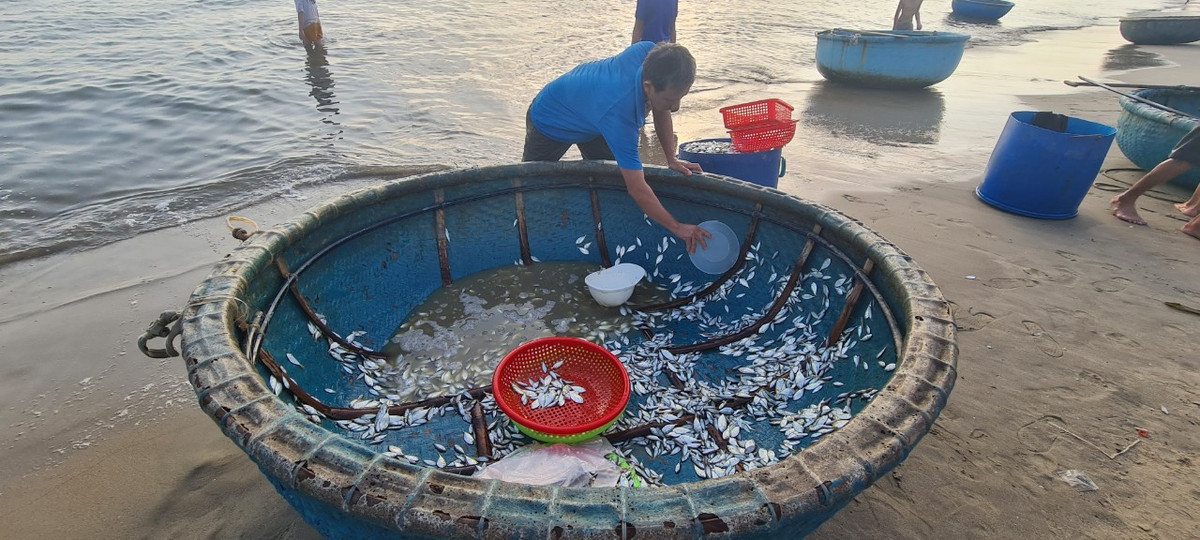 Ngư dân tranh thủ vớt cá ra khỏi thuyền để chuẩn bị cho các chuyến ra khơi tiếp theo.