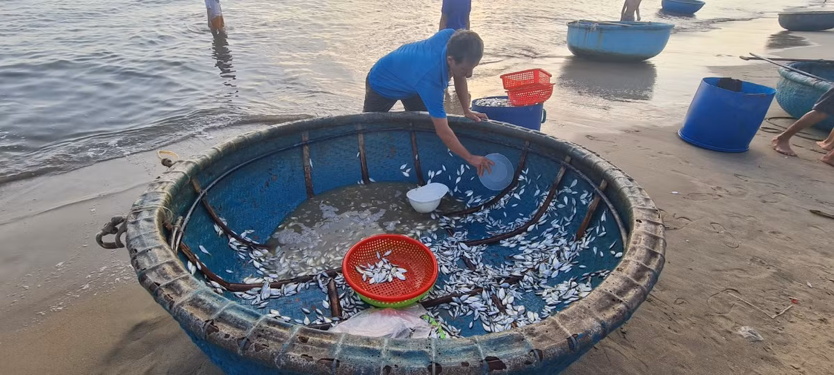 Ngư dân tranh thủ vớt cá ra khỏi thuyền để chuẩn bị cho các chuyến ra khơi tiếp theo.