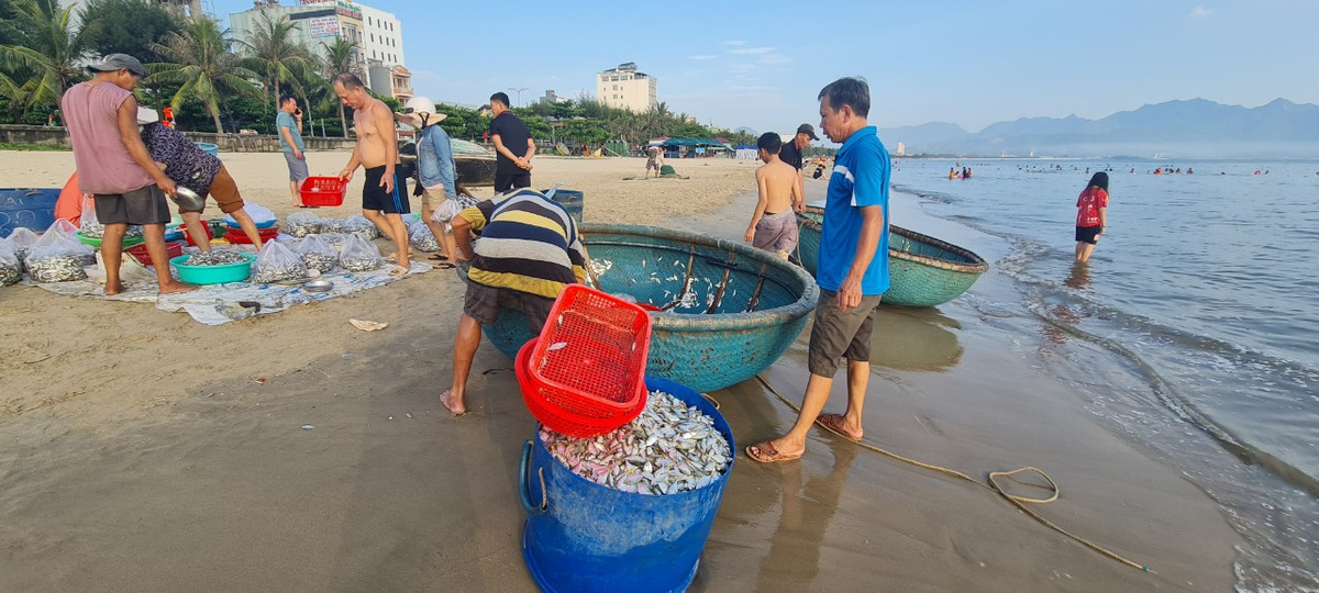 Ngu dan Da Nang kiem tien trieu nho trung dam ca com, ca trich-Hinh-2